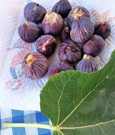 La Pergola Di Apartamento Pomonte